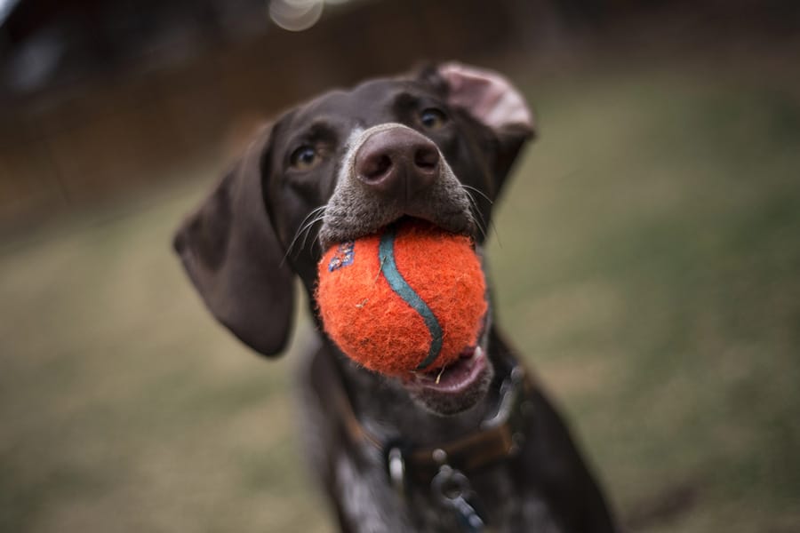 pet photos by professional - dog photographers