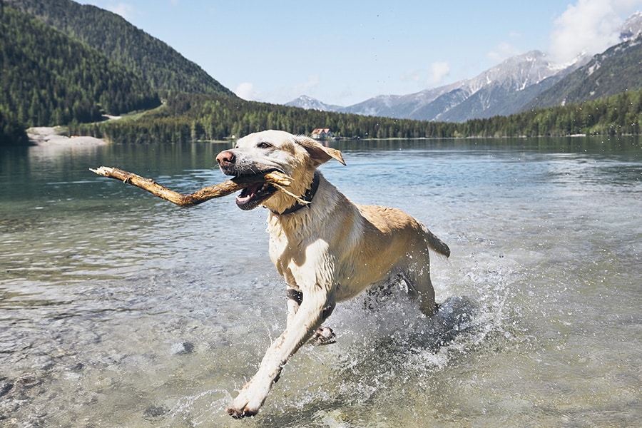 dog photos by professional pet photographer